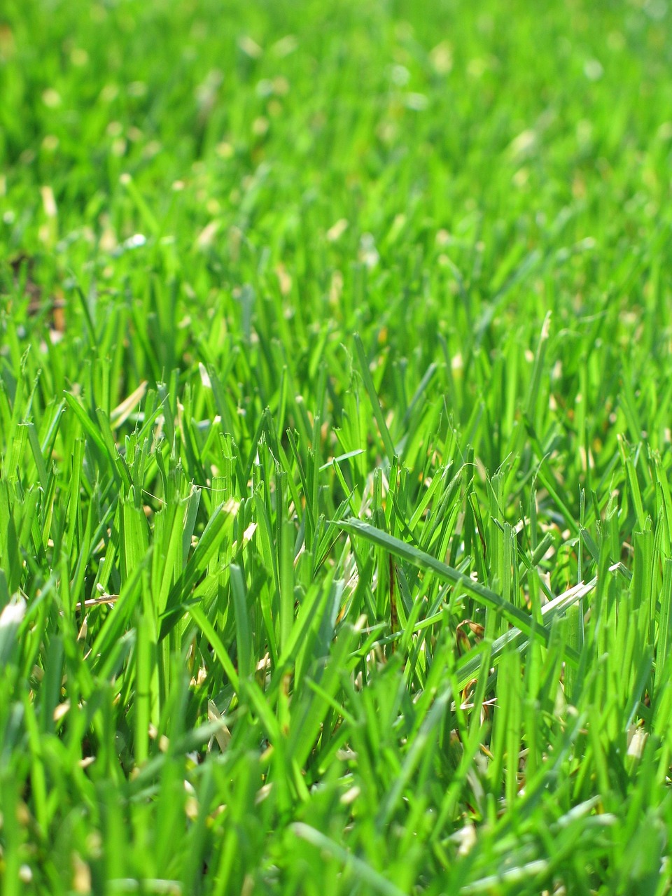 grass, green, nature, lawn, mow, growth, summer, spring, outdoors, pasture, fresh, sunny, lawn, lawn, lawn, lawn, lawn, mow